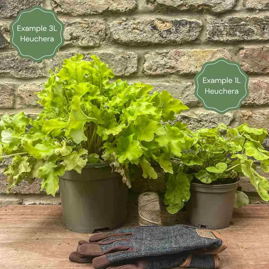 Heuchera 'Lime Marmalade'