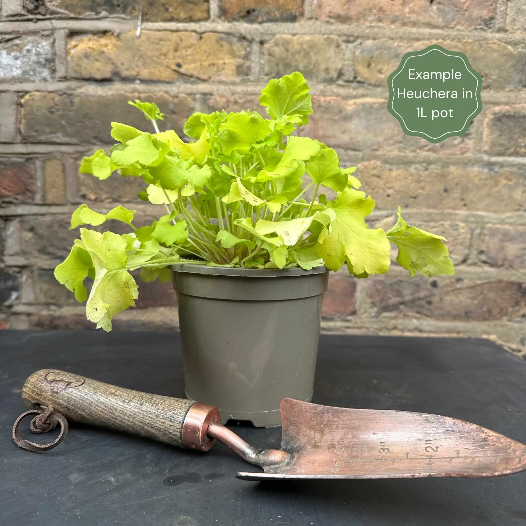 Heuchera 'Lime Marmalade'