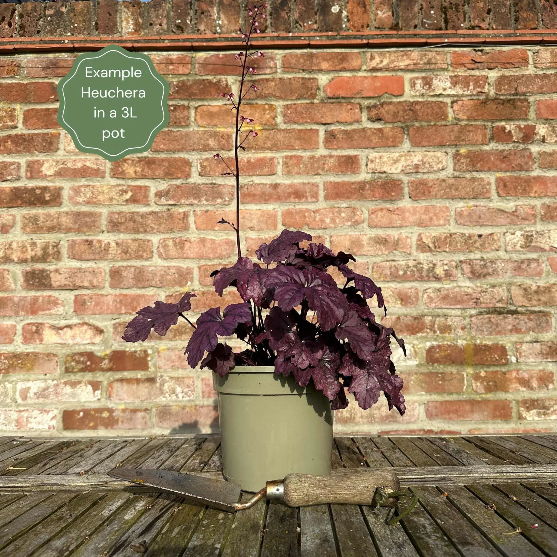 Heuchera 'Lime Marmalade'