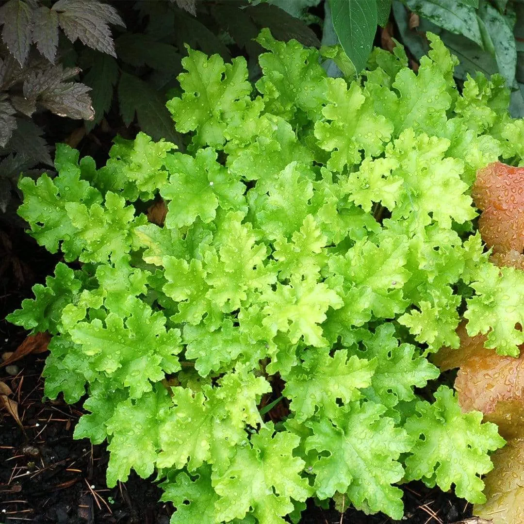 Heuchera 'Lime Marmalade'