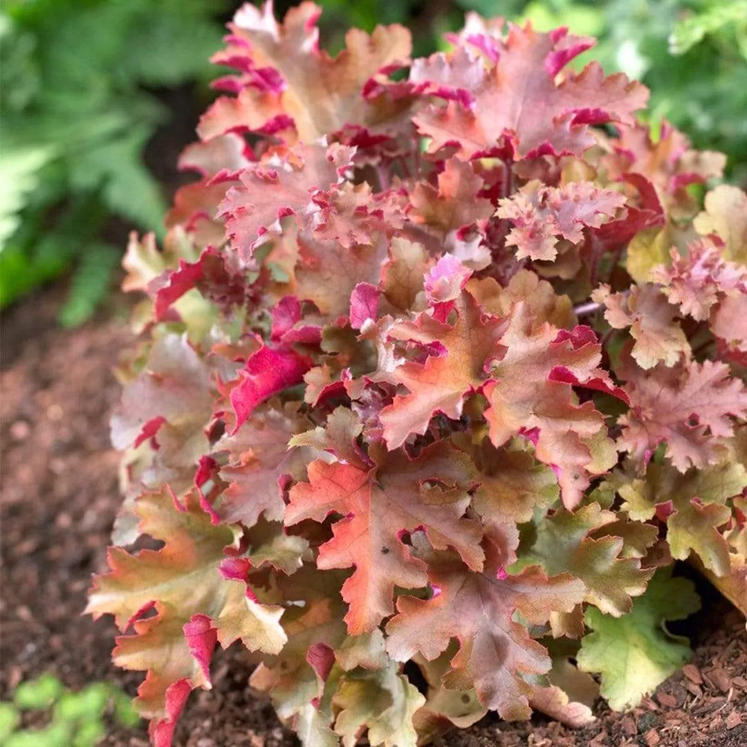 Heuchera 'Marmalade'