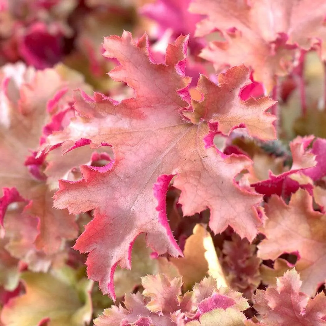 Heuchera 'Marmalade'