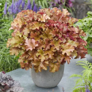 Heuchera 'Marmalade'