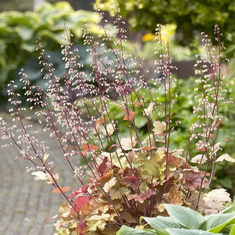 Heuchera 'Marmalade'