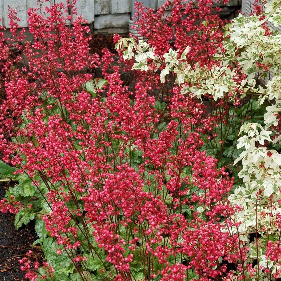 Heuchera 'Paris'