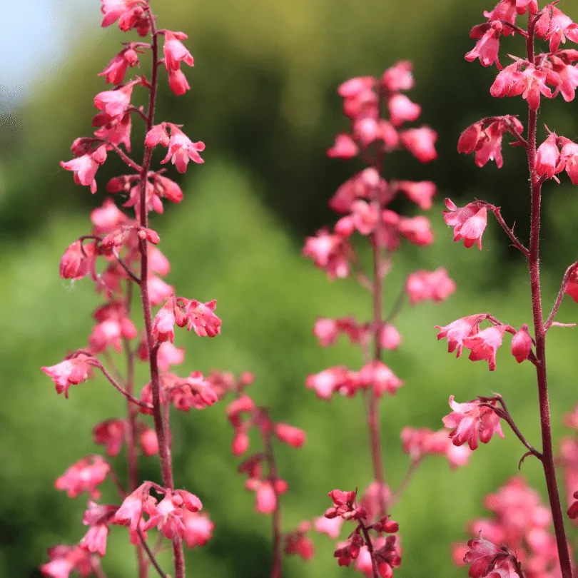 Heuchera 'Paris'