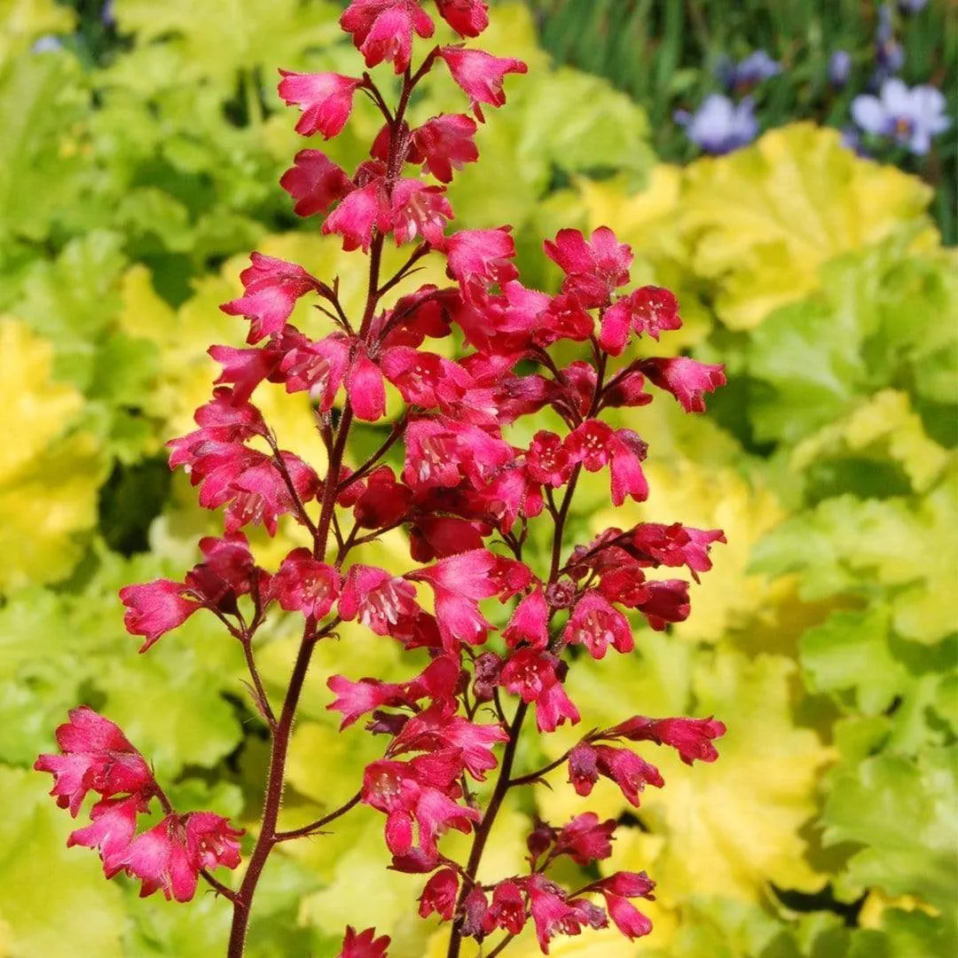 Heuchera 'Paris'