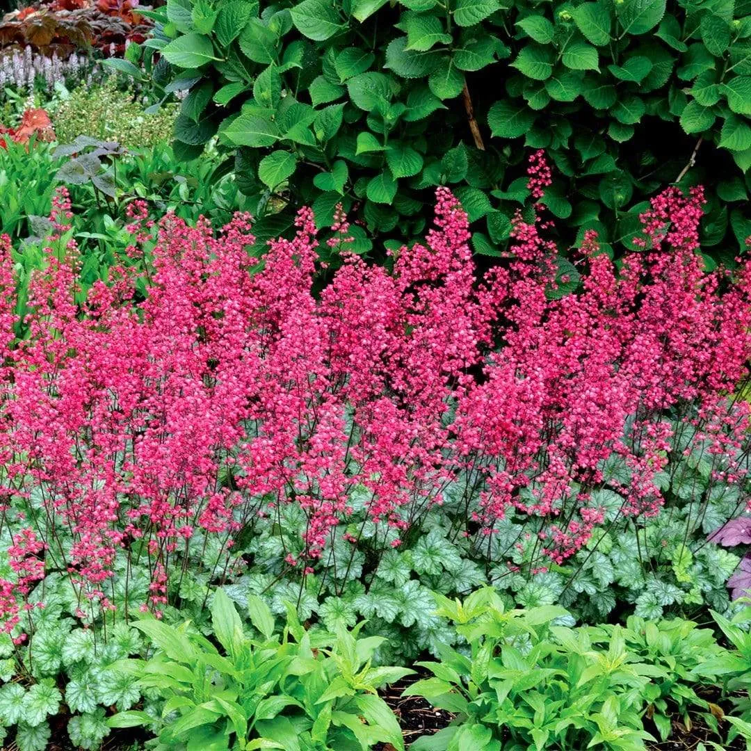 Heuchera 'Paris'