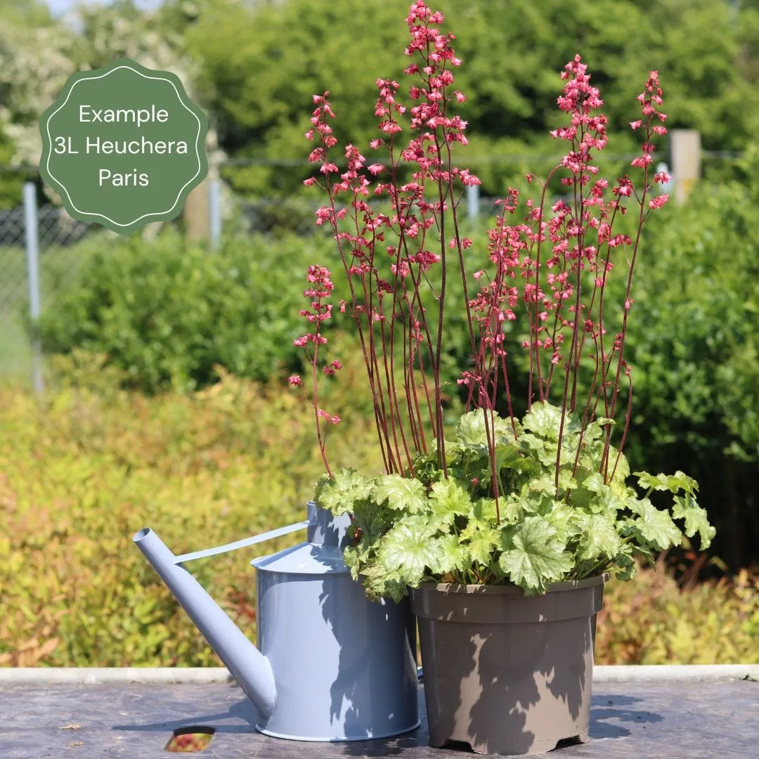 Heuchera 'Paris'