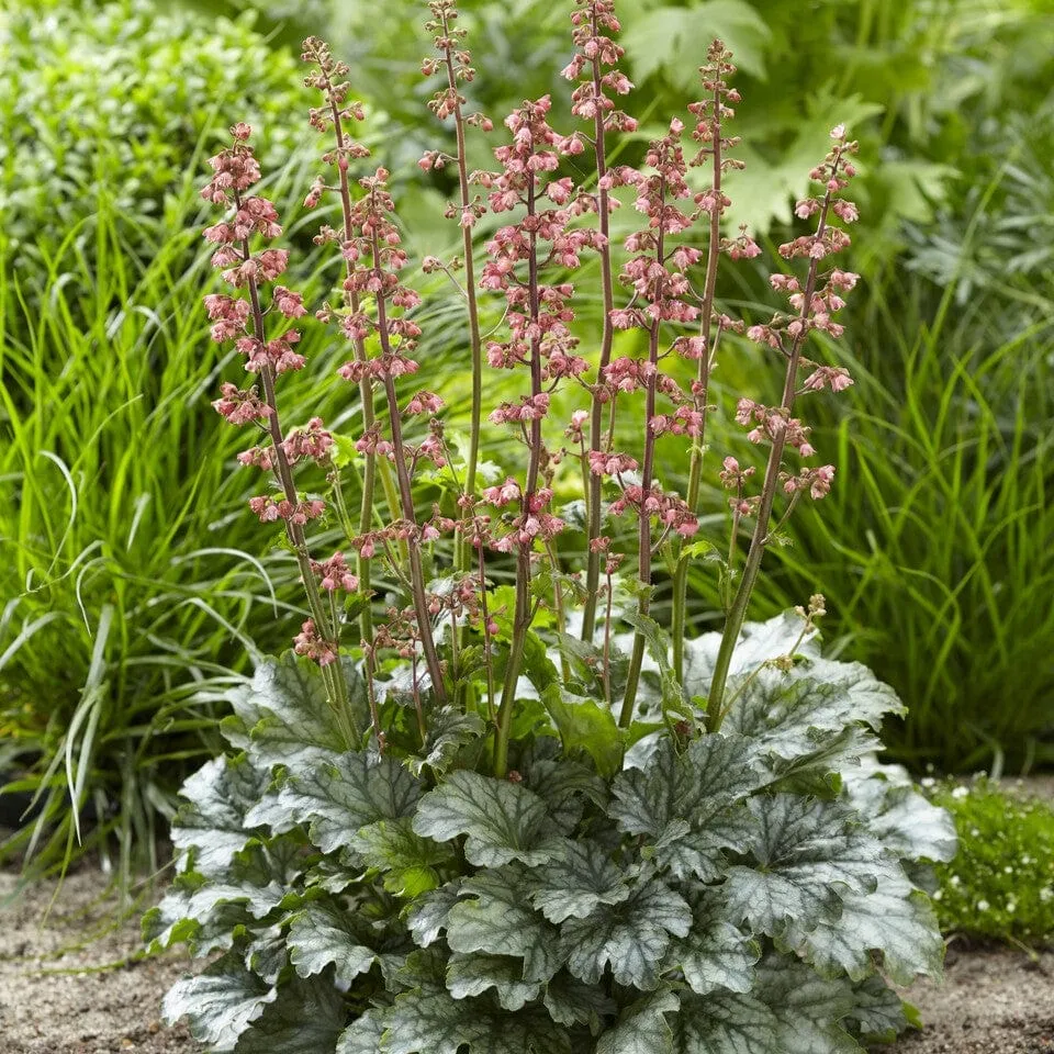 Heuchera 'Paris'