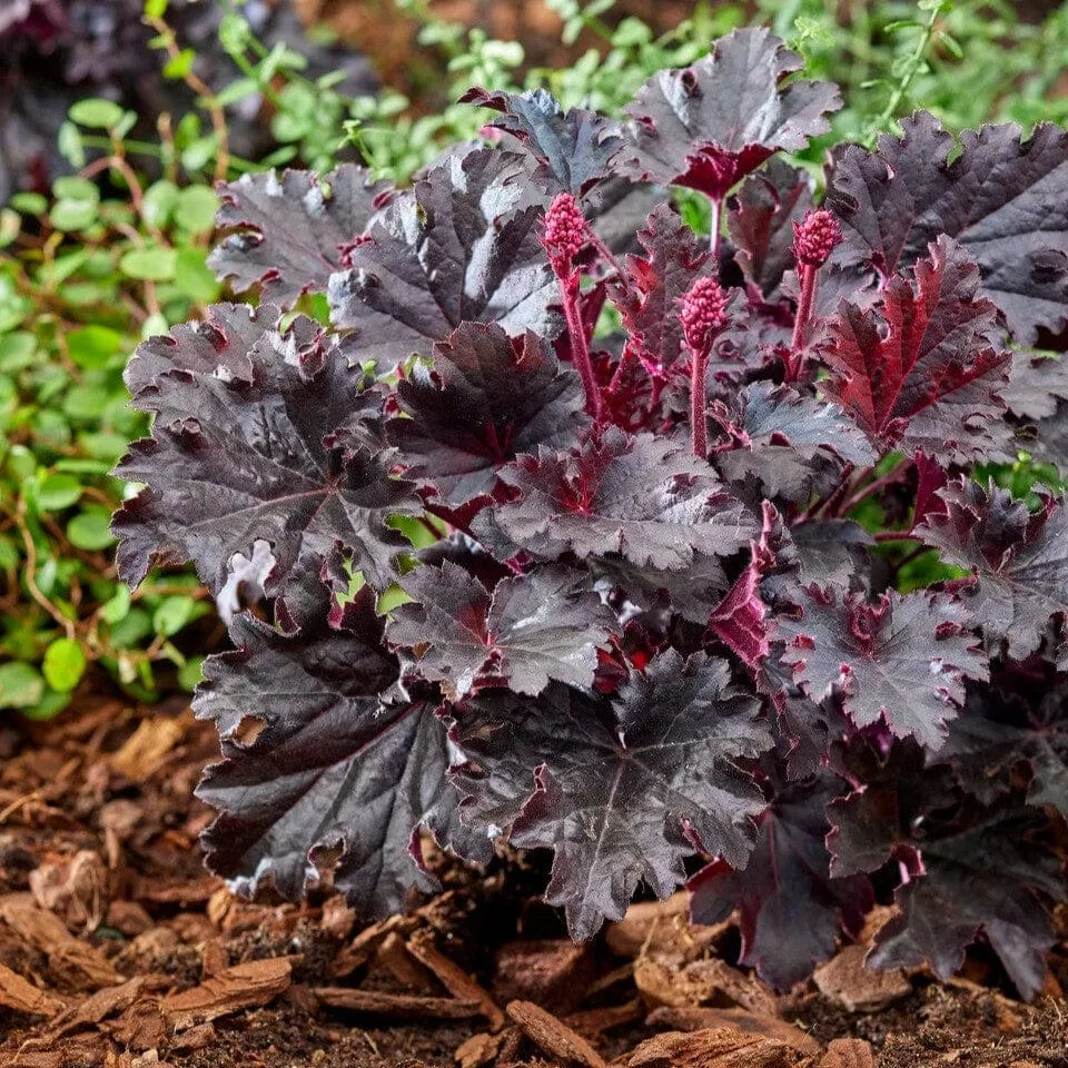 Heuchera 'Timeless Night'